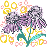 Painted Echinacea